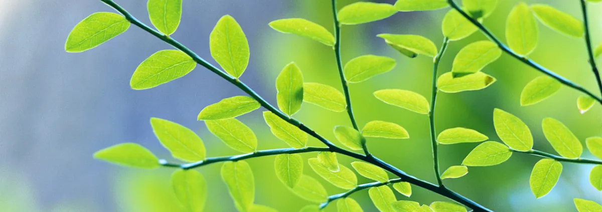 Green leaves