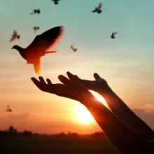 Hands letting go of a dove